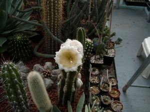 pilocereus palmeri 2