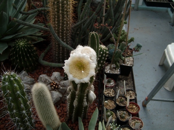 pilocereus palmeri 2