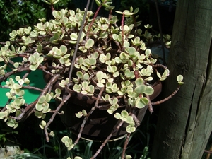 portaluca afra variegata