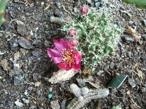 puna sp. incahuasi