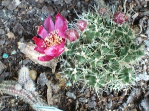 puna sp.incahuasi 1