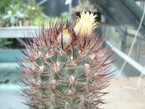 pyrrhocactus  dubius 1