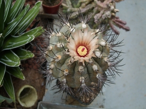 pyrrhocactus  dubius