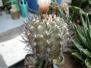 pyrrhocactus dubius 1