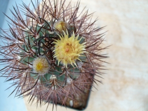 pyrrhocactus dubius