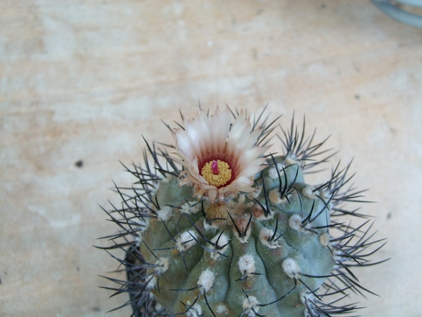 pyrrhocactus vertongenii 1