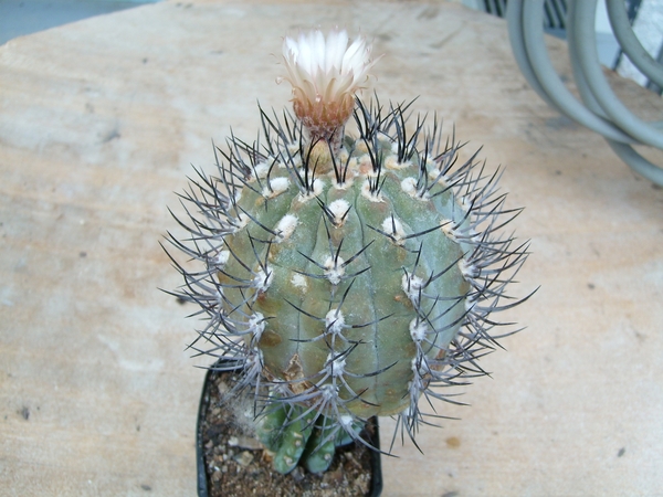 pyrrhocactus vertongenii