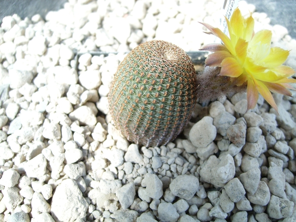 reicheocactus pseudoreicheanus 1