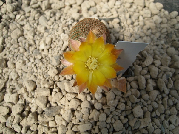 reicheocactus pseudoreicheanus