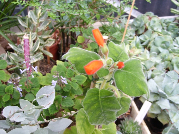 sinningia canescens