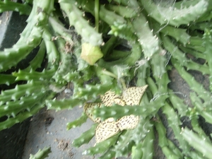 stapelia variegata 1