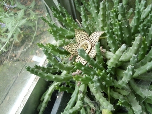 stapelia variegata