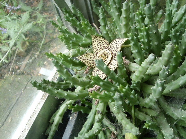 stapelia variegata