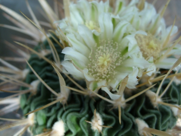stenocactus 1