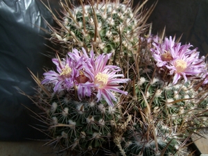 stenocactus