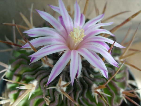 stenocactus2