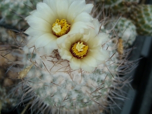 Stombocactus disciformis