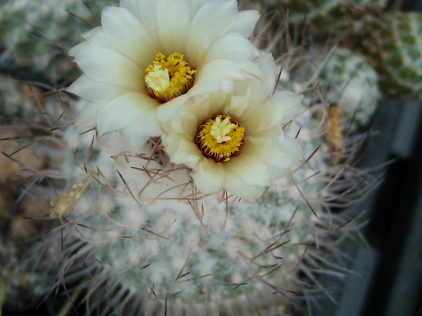 Stombocactus disciformis