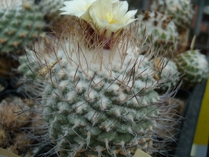 Strombocactus disciformis 1