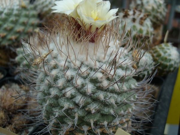 Strombocactus disciformis 1