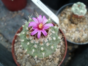 Strombocactus pulcherrimus 1