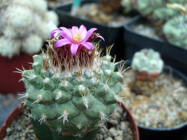 Strombocactus pulcherrimus