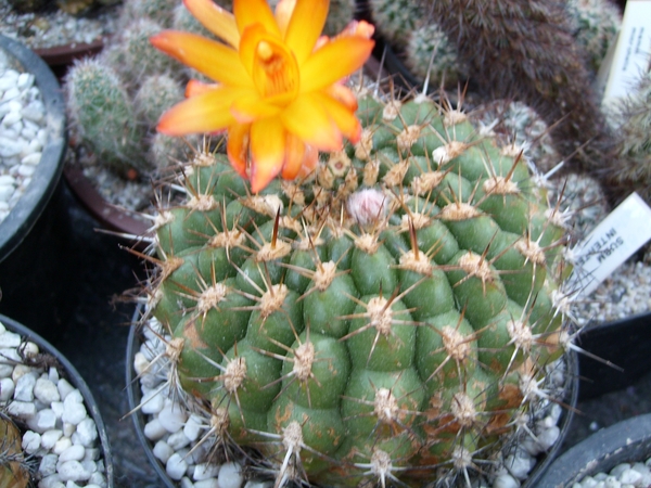 submatucana intertexta 1