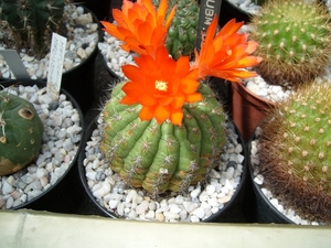 submatucana intertexta v. celendensis