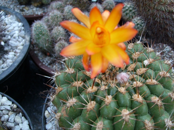 submatucana intertexta