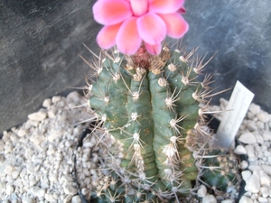 submatucana paucicostata 1