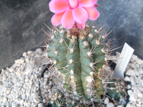 submatucana paucicostata 1