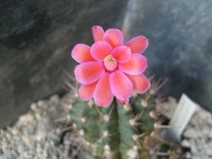 submatucana paucicostata