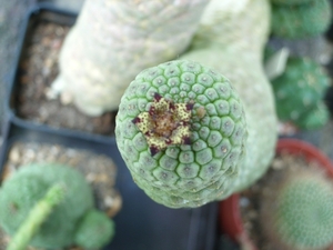 trichocaulon cactiformis 1