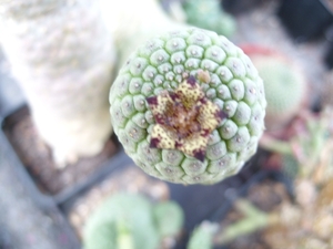 trichocaulon cactiformis 2