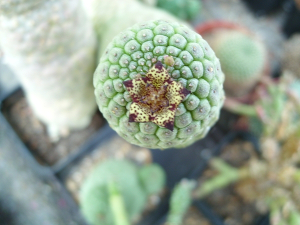 trichocaulon cactiformis