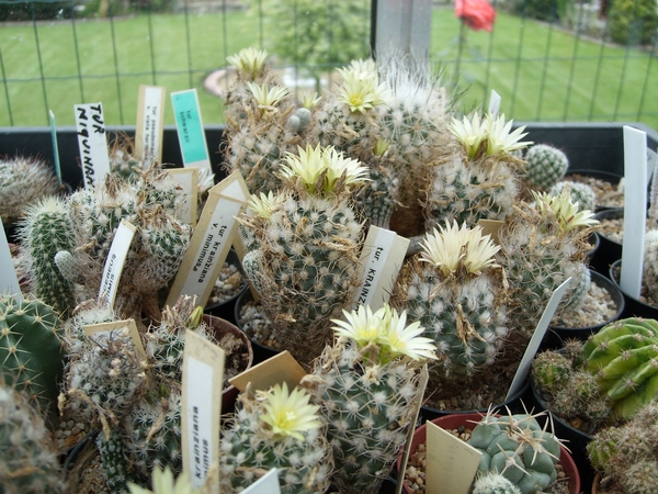 turbinicarpus  krainziana v.minimus