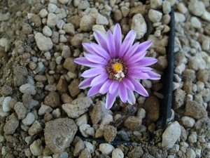 turbinicarpus valdezianus