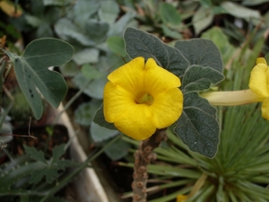 uncarina  roeoesliana