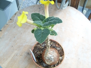 uncarina roeoesliana 1