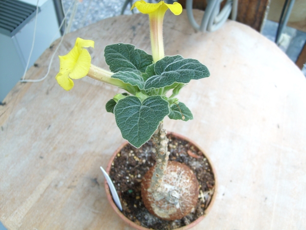 uncarina roeoesliana 1