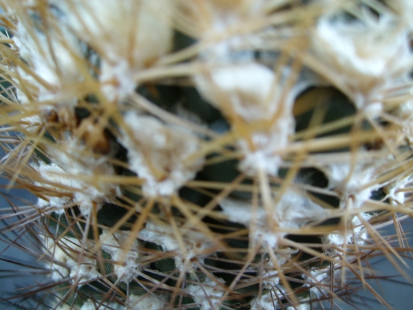 weingartia 2
