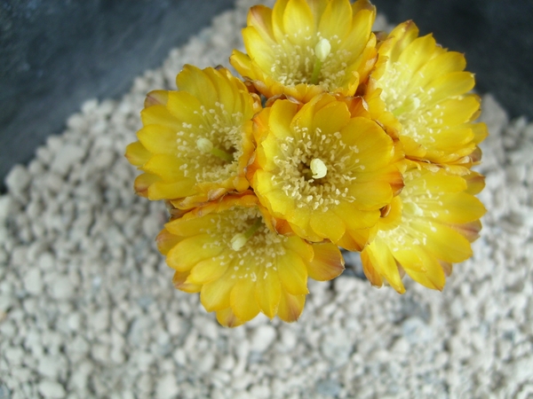 weingartia fidiana 1