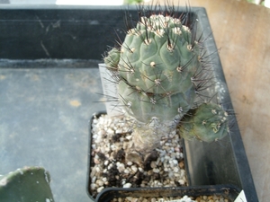 weingartia fidiana
