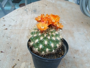 weingartia knizie 1