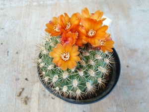 weingartia knizie