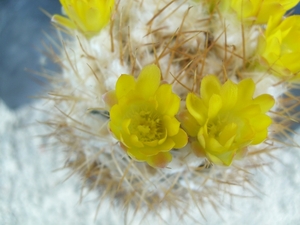 weingartia