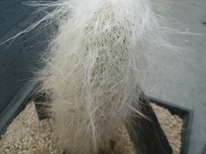 Cephalocereus senilis 1