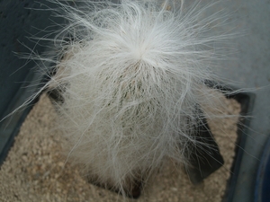 Cephalocereus senilis