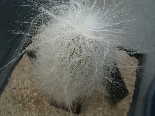 Cephalocereus senilis