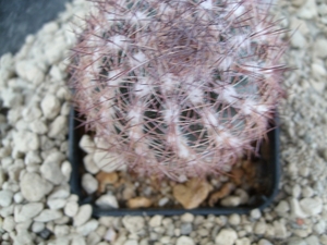 Echinomastus dasyacanthus SB120